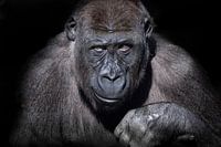 Gorilla portret