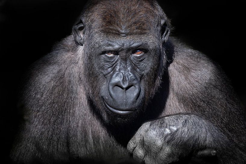 Gorilla portrait by Marja Suur
