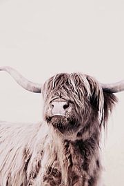 Highland Cattle Frida Creme by Monika Strigel