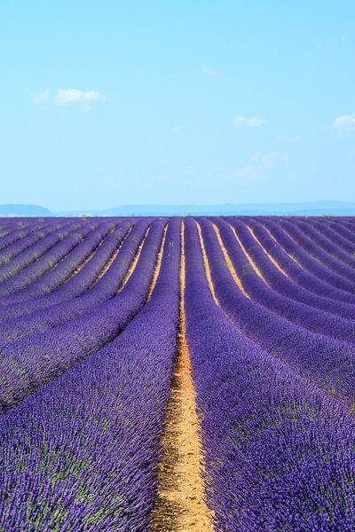 Lavender blossoming in the Provence during a summer day by Sjoerd van der Wal Photography
