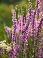 Bloeiende paarse bloemen met hommel (Grote kattenstaart)