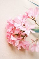Fleurs rose pastel // Photographie de la nature