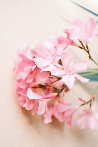 Pastellfarbene Blumen // Naturfotografie