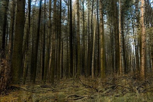 Kwintelooijen part 35