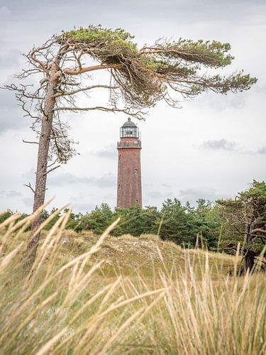 Duitse vuurtoren met glooiende pijnbomen en droog gras tegen een bewolkte lucht.