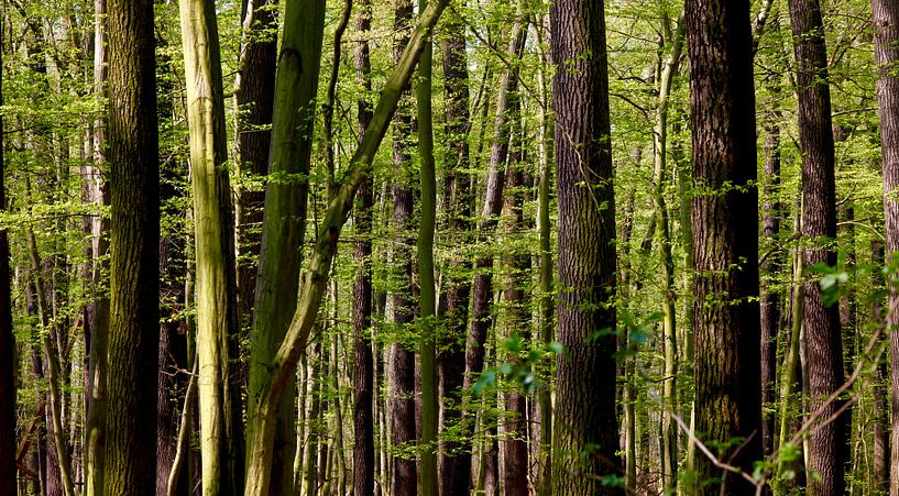 Panorama de la forêt par Thomas Jäger