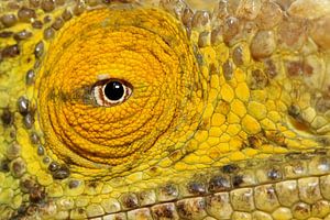 Close up Parsson's chameleon sur Antwan Janssen