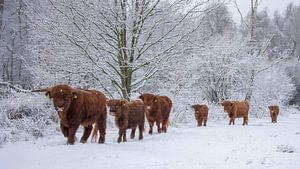 Schottische Hochlandbewohner im Winterspaziergang...