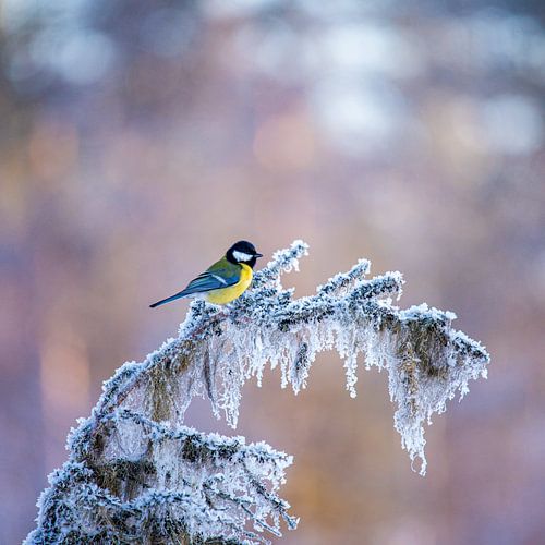 great tit in the sad