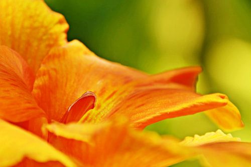 an orange canna lily flower