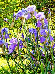 Iris säumt das Gras