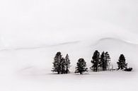 Groep dennen in winters Yellowstone National Park von Paul Roholl Miniaturansicht