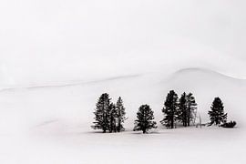 Groep dennen in winters Yellowstone National Park by Paul Roholl