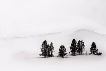 Groep dennen in winters Yellowstone National Park van Paul Roholl
