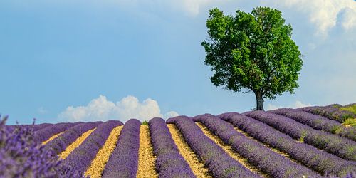 Bloeiende lavendel in de Provence tijdens een zomerse dag