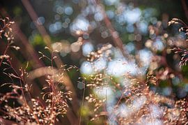 Natur Nahaufnahme in Beige