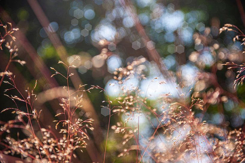 Nature close up in beige by Brian Morgan