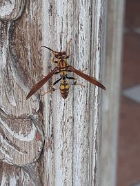 Tropisch insect van Renee Alexandra Serlier