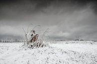 Winterkruik van Ruud Peters thumbnail