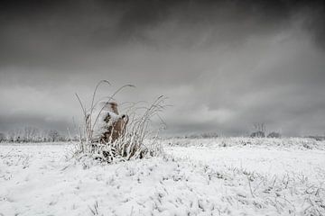 Winterkruik van Ruud Peters