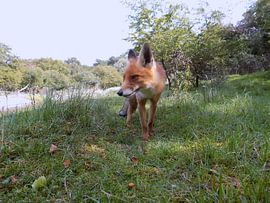 Beautyfull Fox ( Col. 2015 ) von Jan van Bruggen