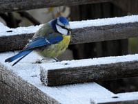 The Tomtit