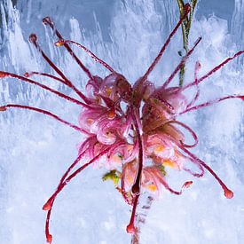 Grevillea in ice 3 by Marc Heiligenstein