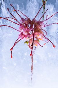 Grevillea in ijs 3