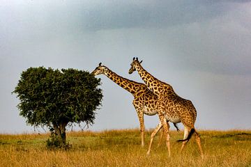 Hongerige Giraffen van Peter Michel