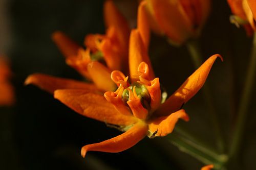 A beautiful orange flower in close-up