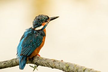 Kingfisher on branch. by Gianni Argese