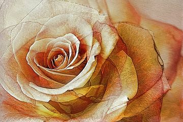 A toos os a rose.... by juliette gribnau
