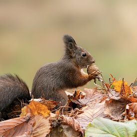 Eichhörnchen in einem herbstlichen Wald. von Albert Beukhof