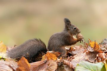 Écureuil dans une forêt d'automne. sur Albert Beukhof