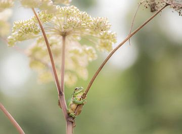 Tree frog on common hogweed by Ans Bastiaanssen