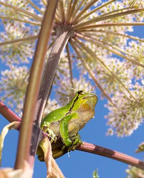 Tree frog under flower parasol