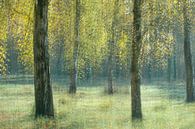 Birches in nature reserve Kortenhoeff by Ria Bloemendaal thumbnail