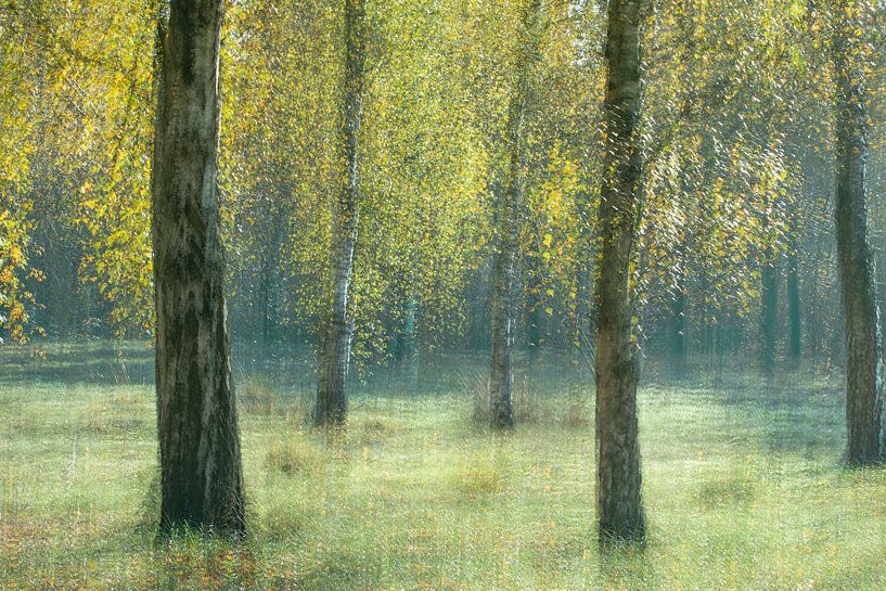 Birches in nature reserve Kortenhoeff by Ria Bloemendaal