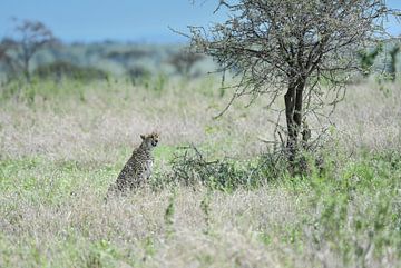 guépard sur Robert Styppa