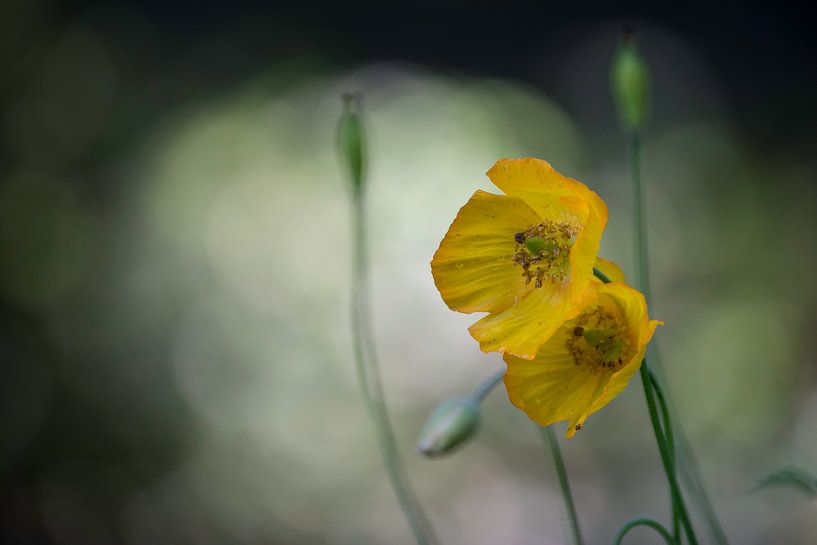 Yellow Flower van Harald Harms