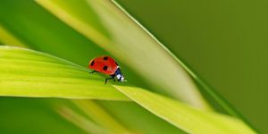 Coccinelle, porte-bonheur