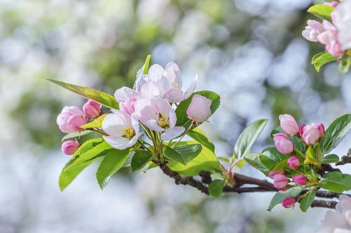 Emerging blossom branch with green leaves