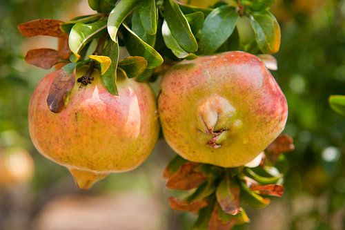Orchard in Greece with trees and Pomegranate