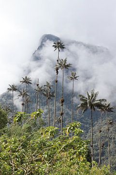 Mysterious Valle de Cocora Colombia by Sophie Geurts