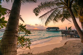 Plage de palmiers le matin