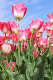 Roze Lentedroom of Zachtroze Tulpenveld van Louise Riethoff