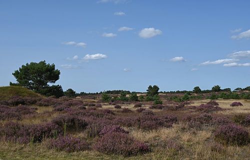 Beaucoup de lande