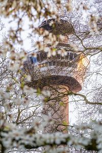 The Euromast surrounded by blossoms in Rotterdam Netherlands Holland