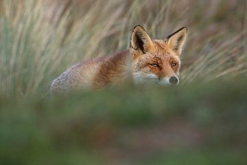 Vos (Vulpes vulpes) van Ronald Pol