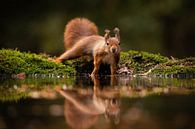 Ecureuil avec reflet en automne par Isabel van Veen Aperçu